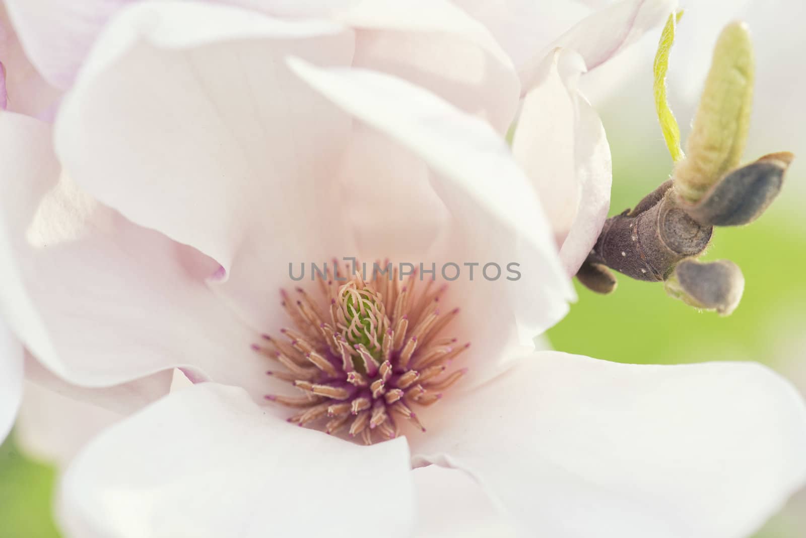 Beautiful Flowers of a Magnolia Tree