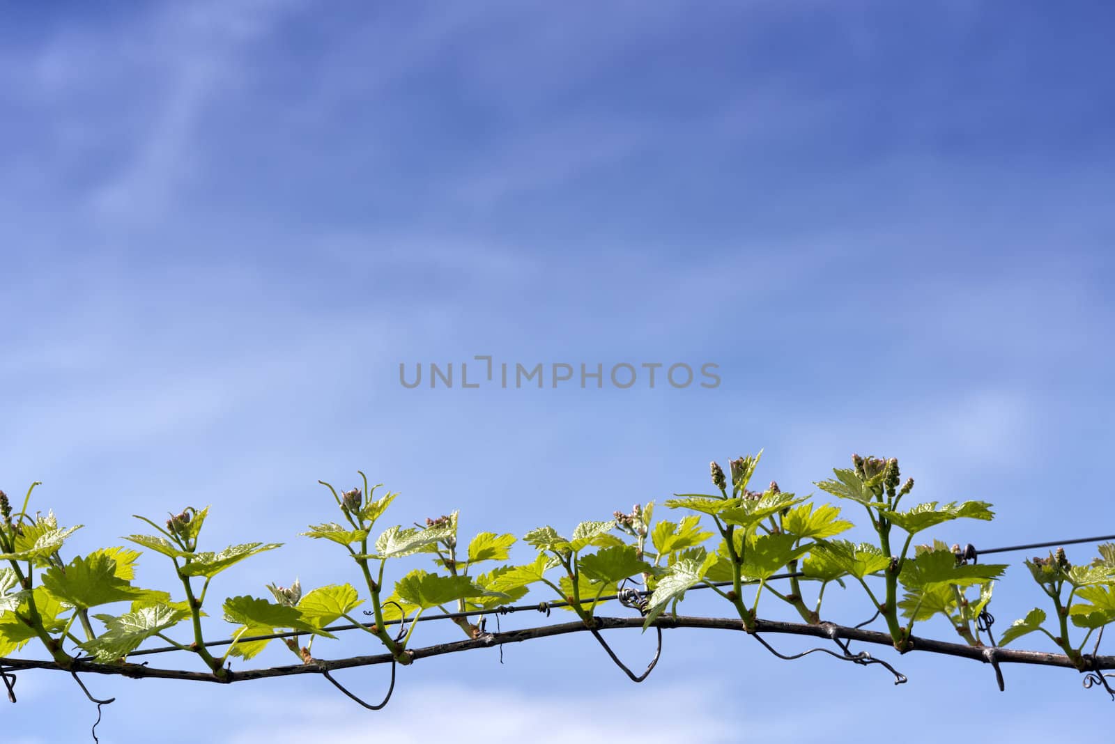 branch of grape vine on blue sky background