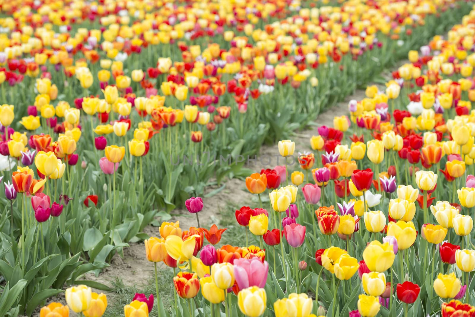 Many of Colorful Tulip Flower in Spring