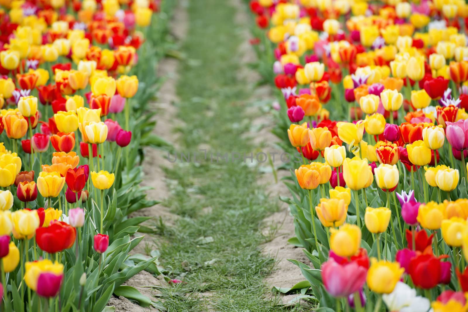 Many of Colorful Tulip Flower in Spring