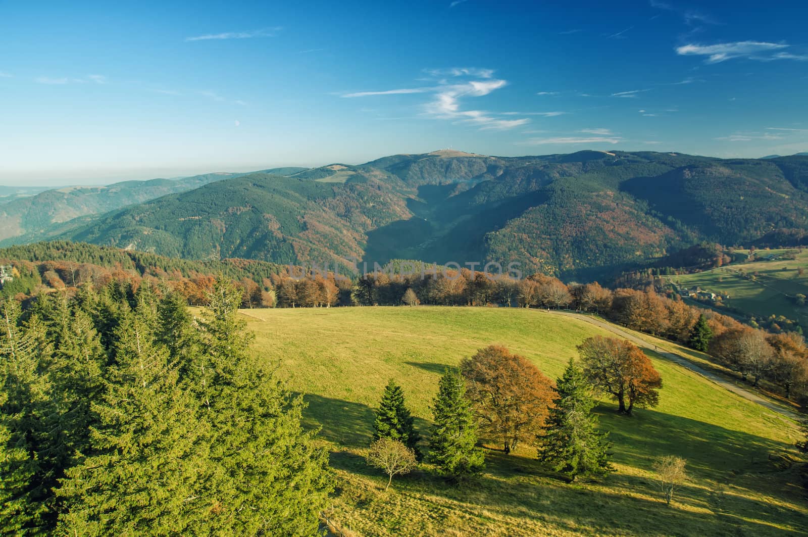 The Black-forest from a look-out tower