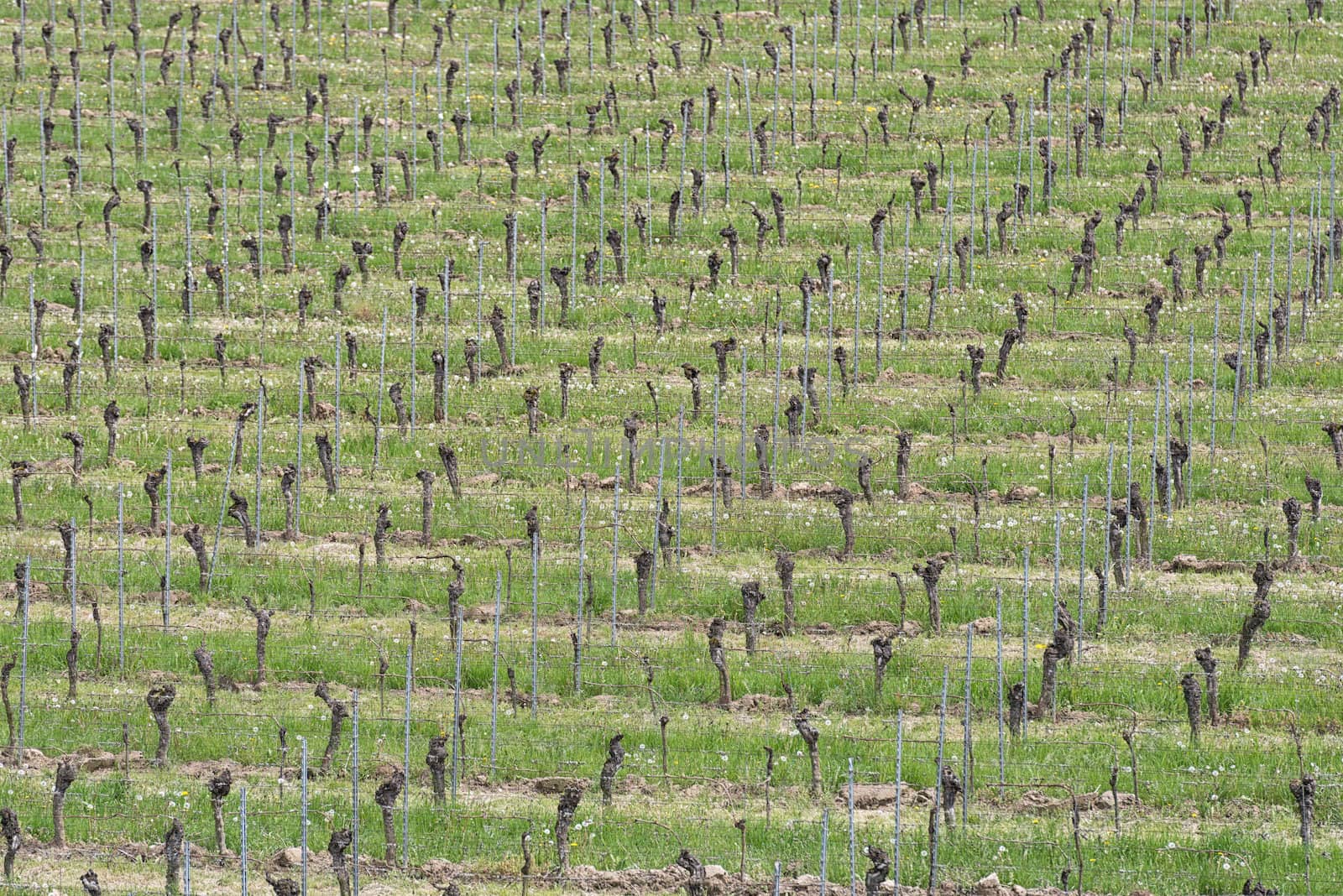 Grape Vines in the Vineyard Field in Spring