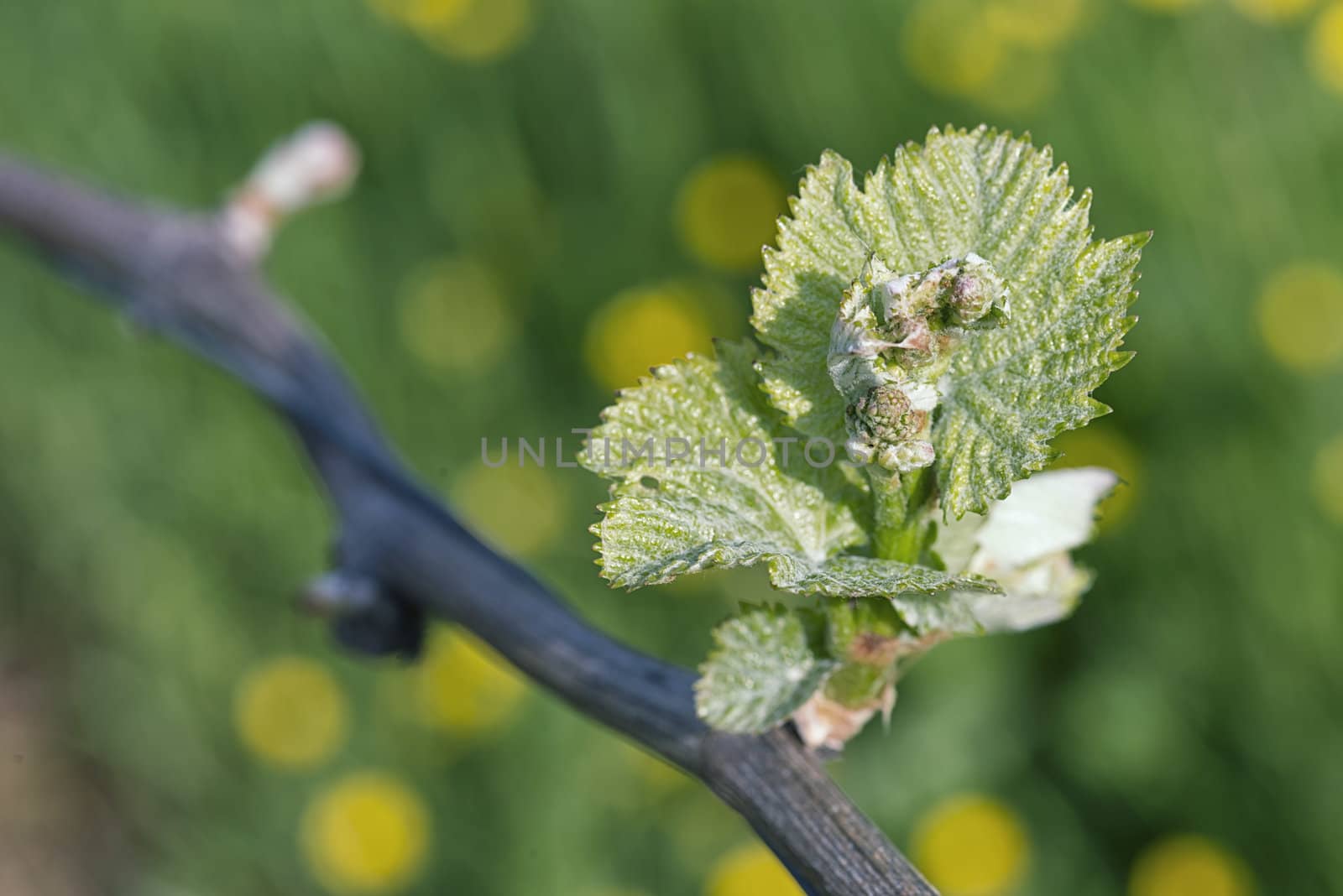 Spring buds sprouting on a grape vine in the vineyard