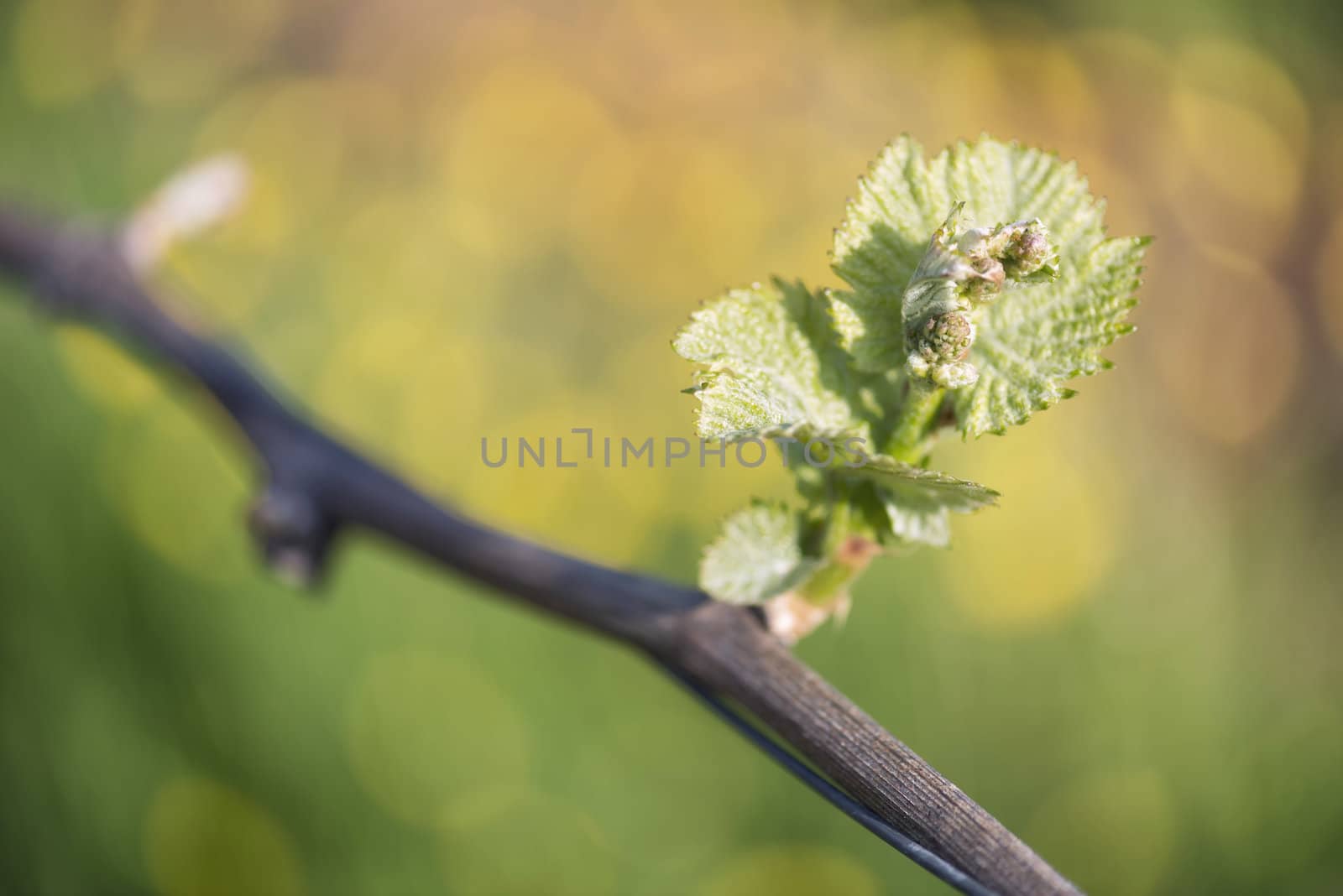 Spring buds sprouting on a grape vine in the vineyard