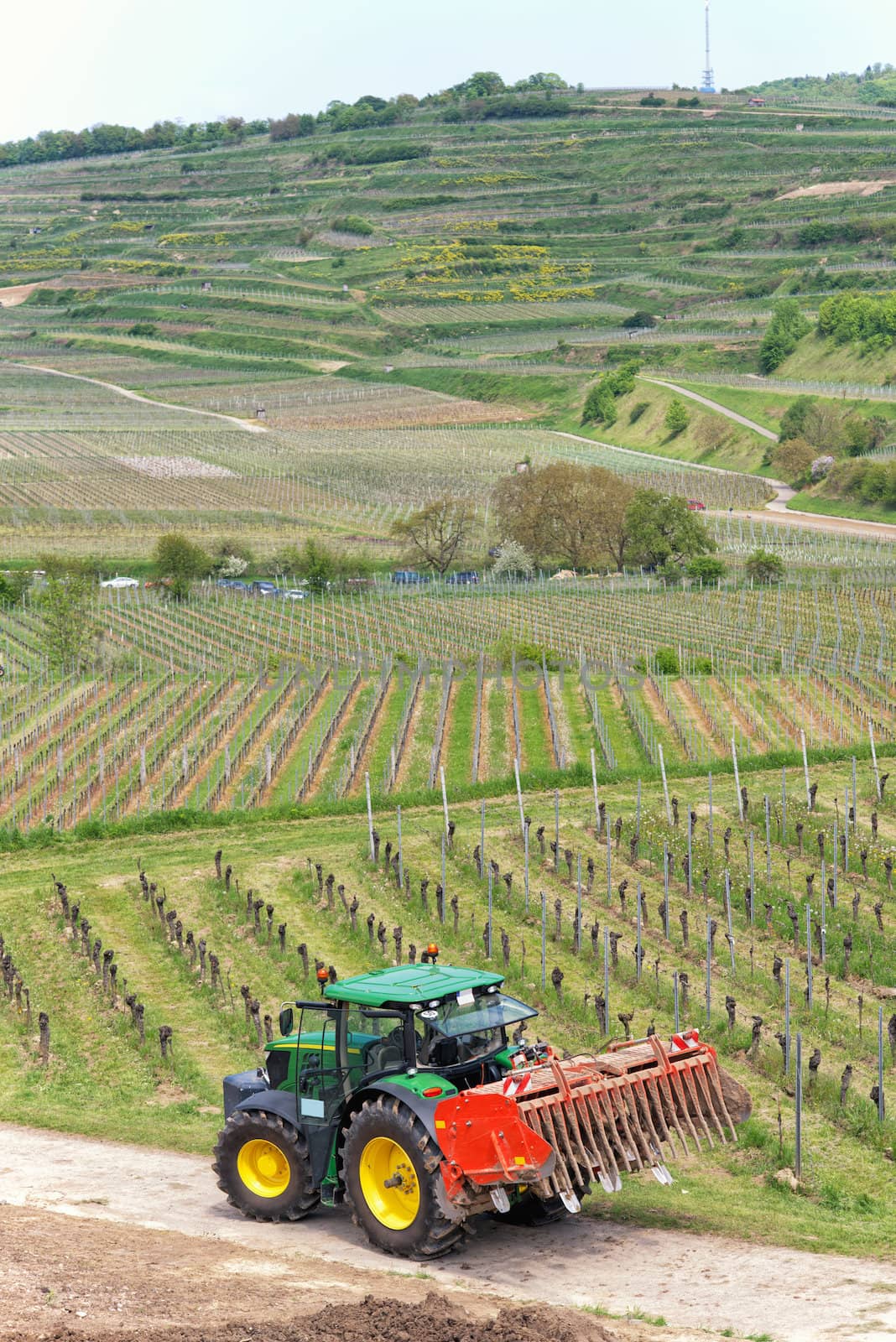 Farm tractor on the ground among growing vineyards