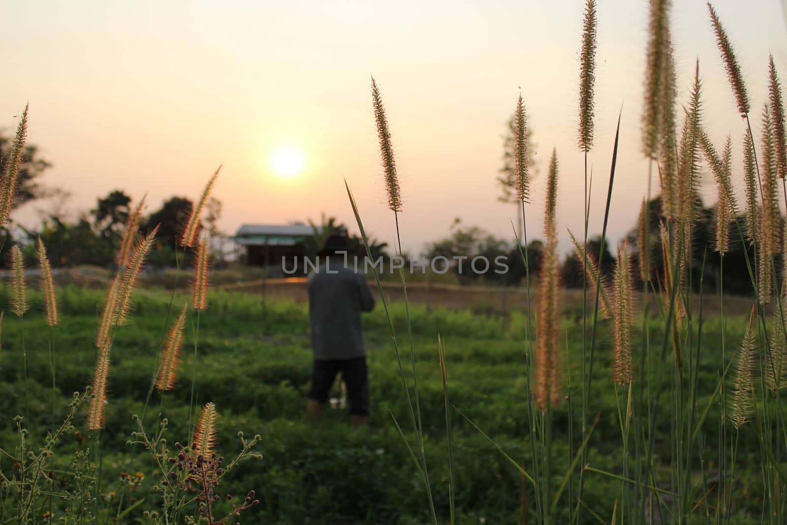 The man woorking in the plantfield in the evening.