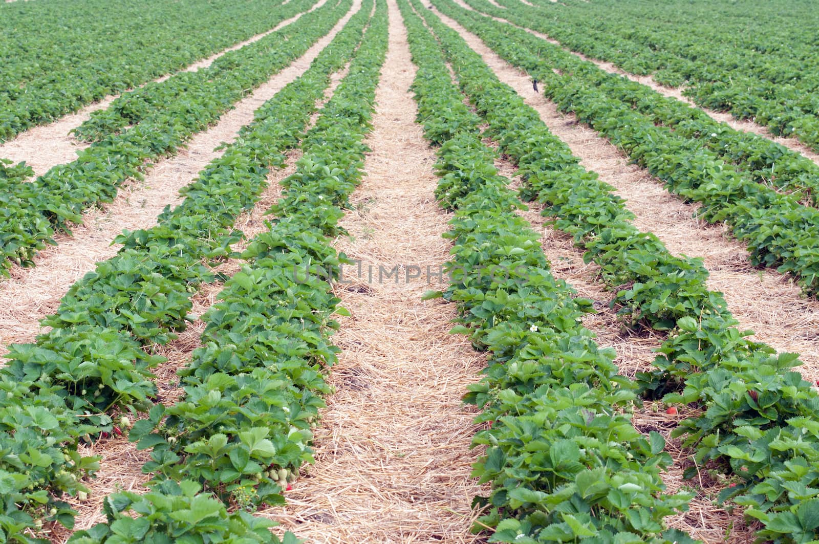 Huge Strawberry Field in Germany with fresh Strawberries