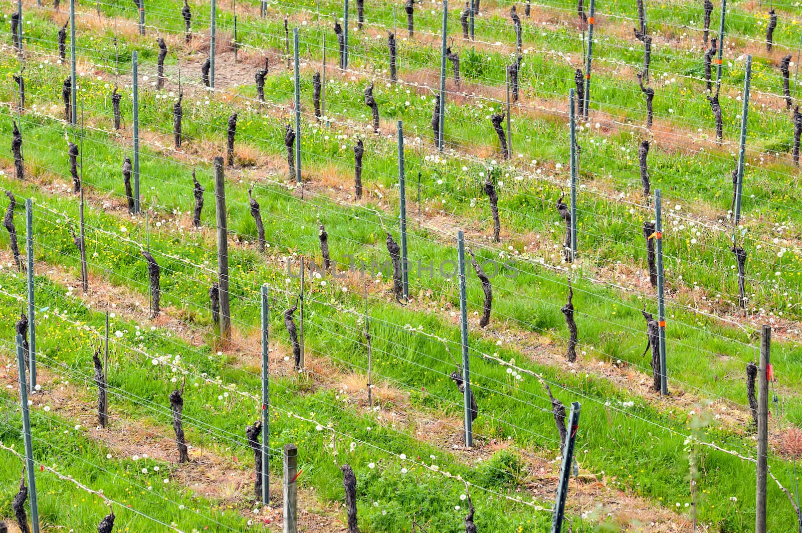 Vineyard Field by Rainman