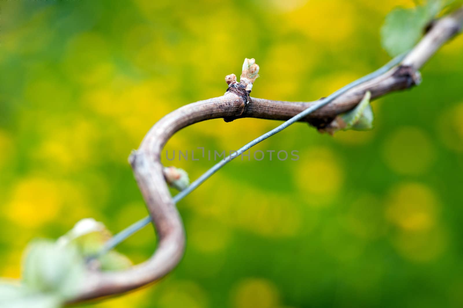 Spring buds sprouting on a grape vine in the vineyard