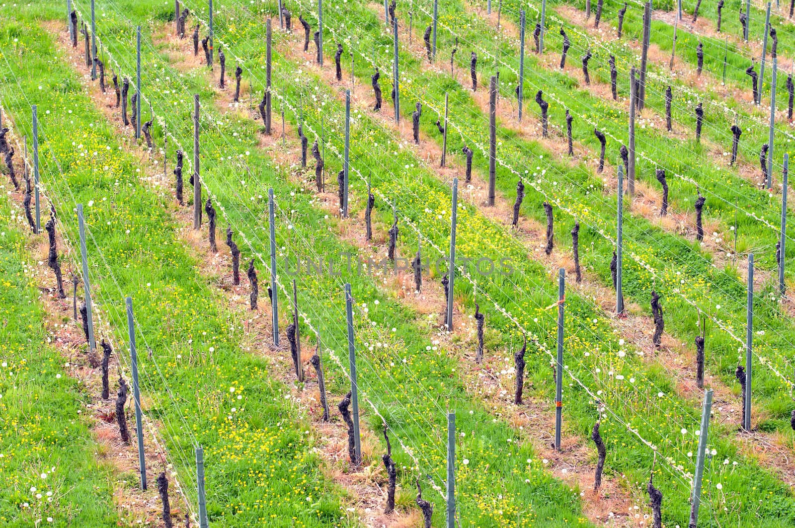 Grape Vines in the Vineyard Field in Spring