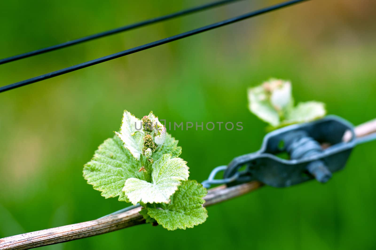 Spring Buds in the Vineyard by Rainman