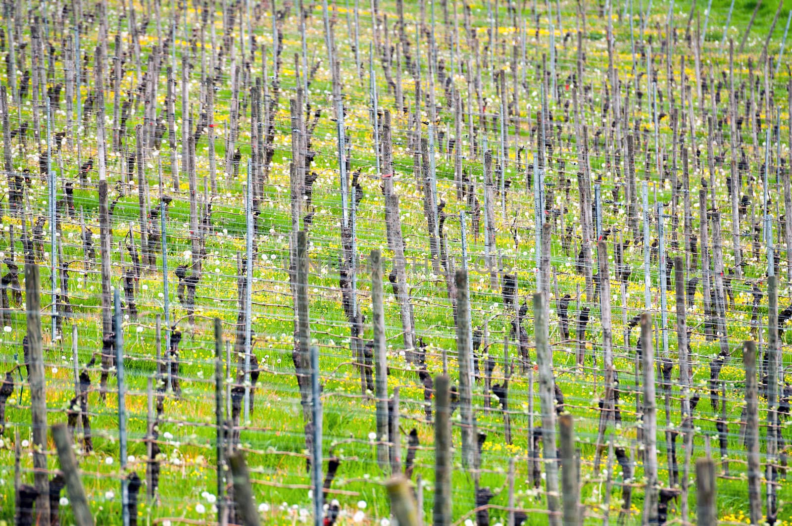 Grape Vines in the Vineyard Field in Spring