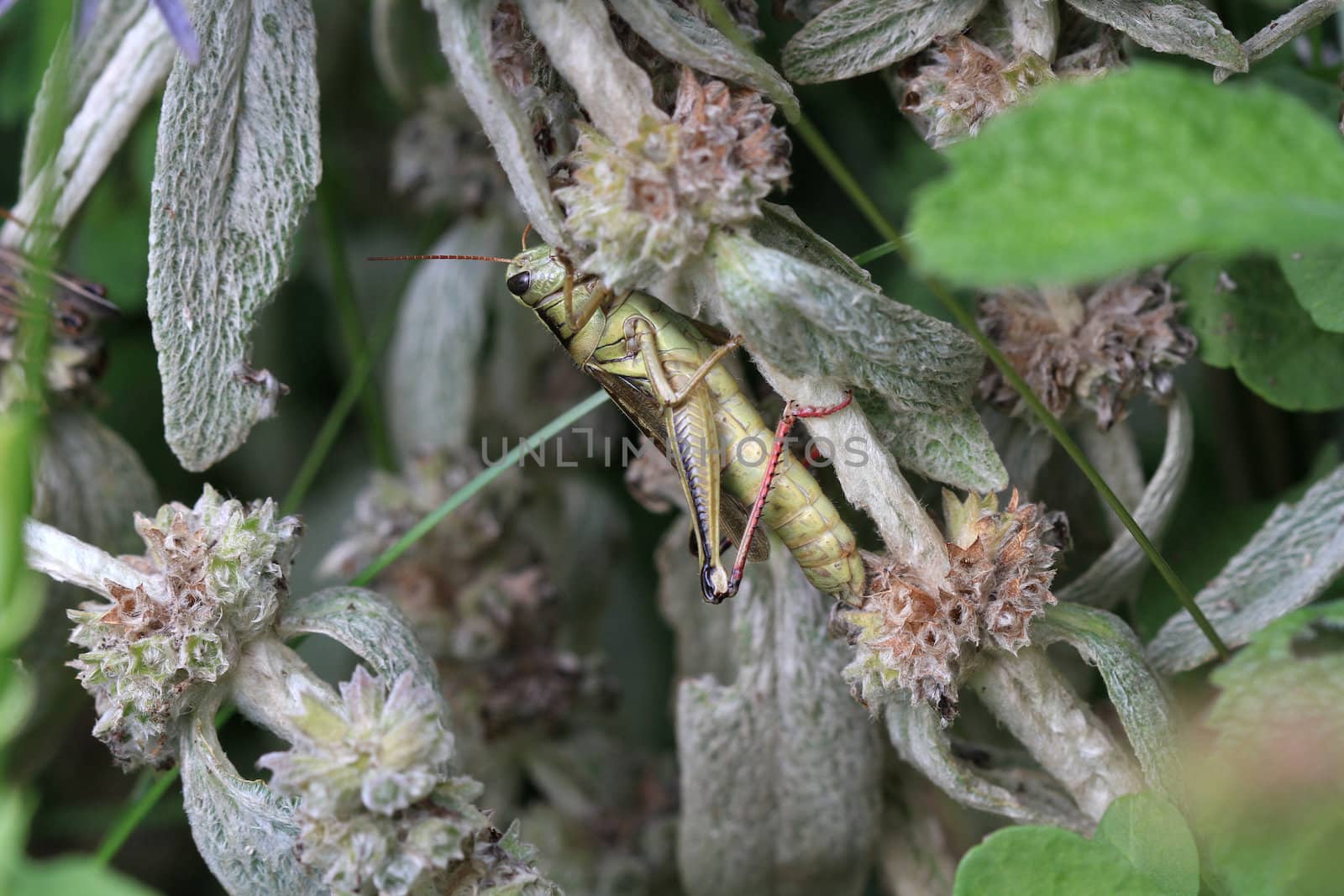 Grasshopper female on mint plant in morning sun