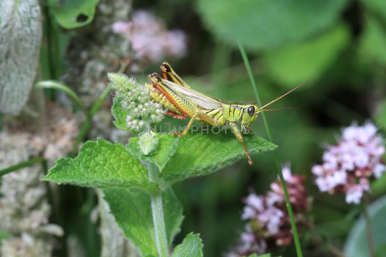 Grasshopper male on mint plant in morning sun
