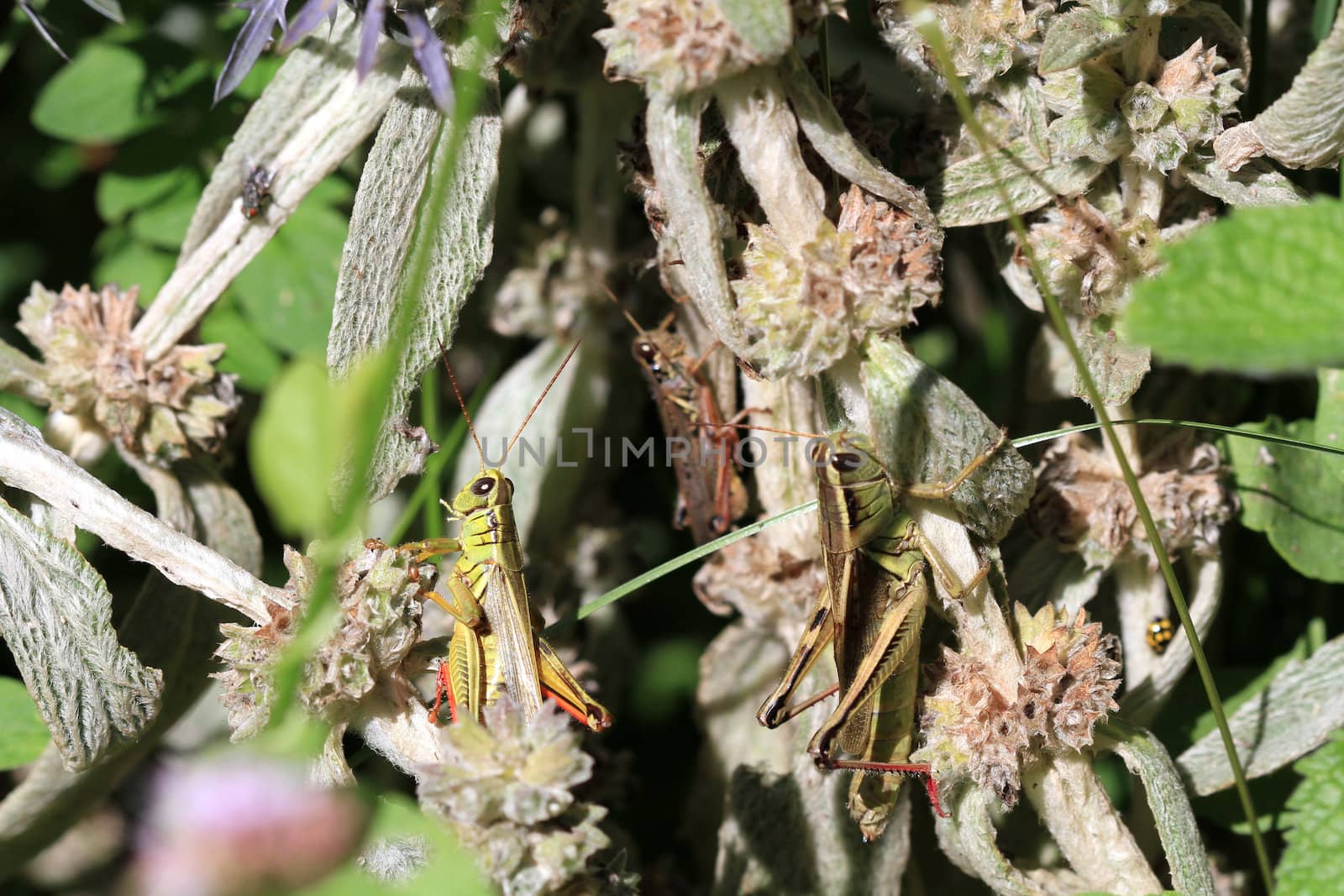 Grasshopper male & female on mint plant morning sun