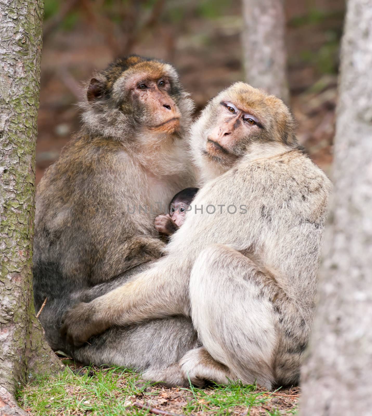 Monkey Parents keep their baby warm outside