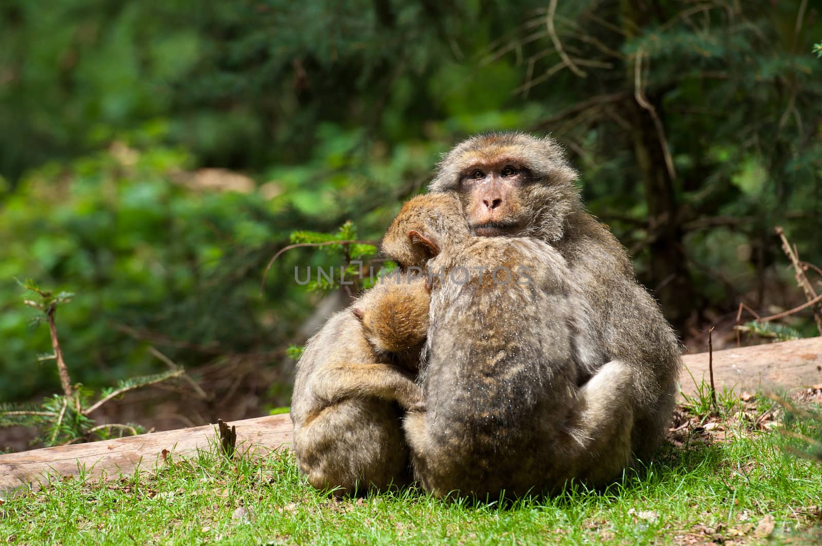 Berber Monkeys by Rainman