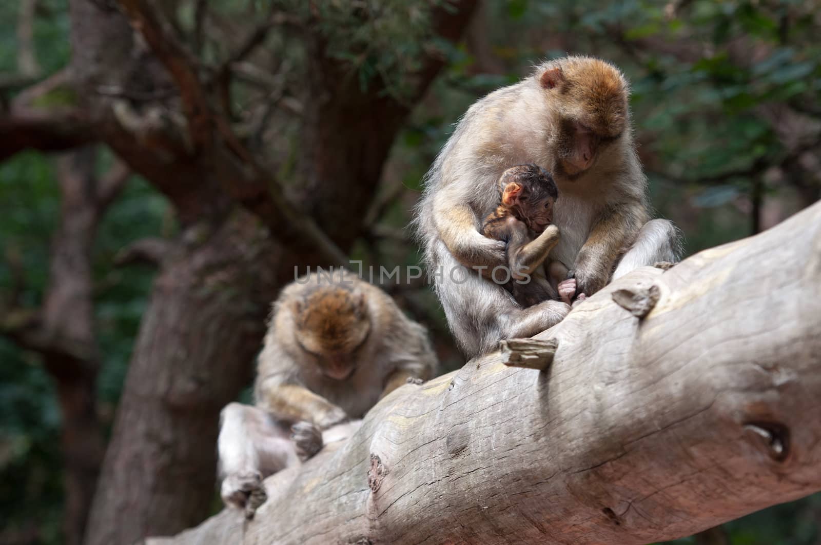 Berber Monkey Family outside in the forest