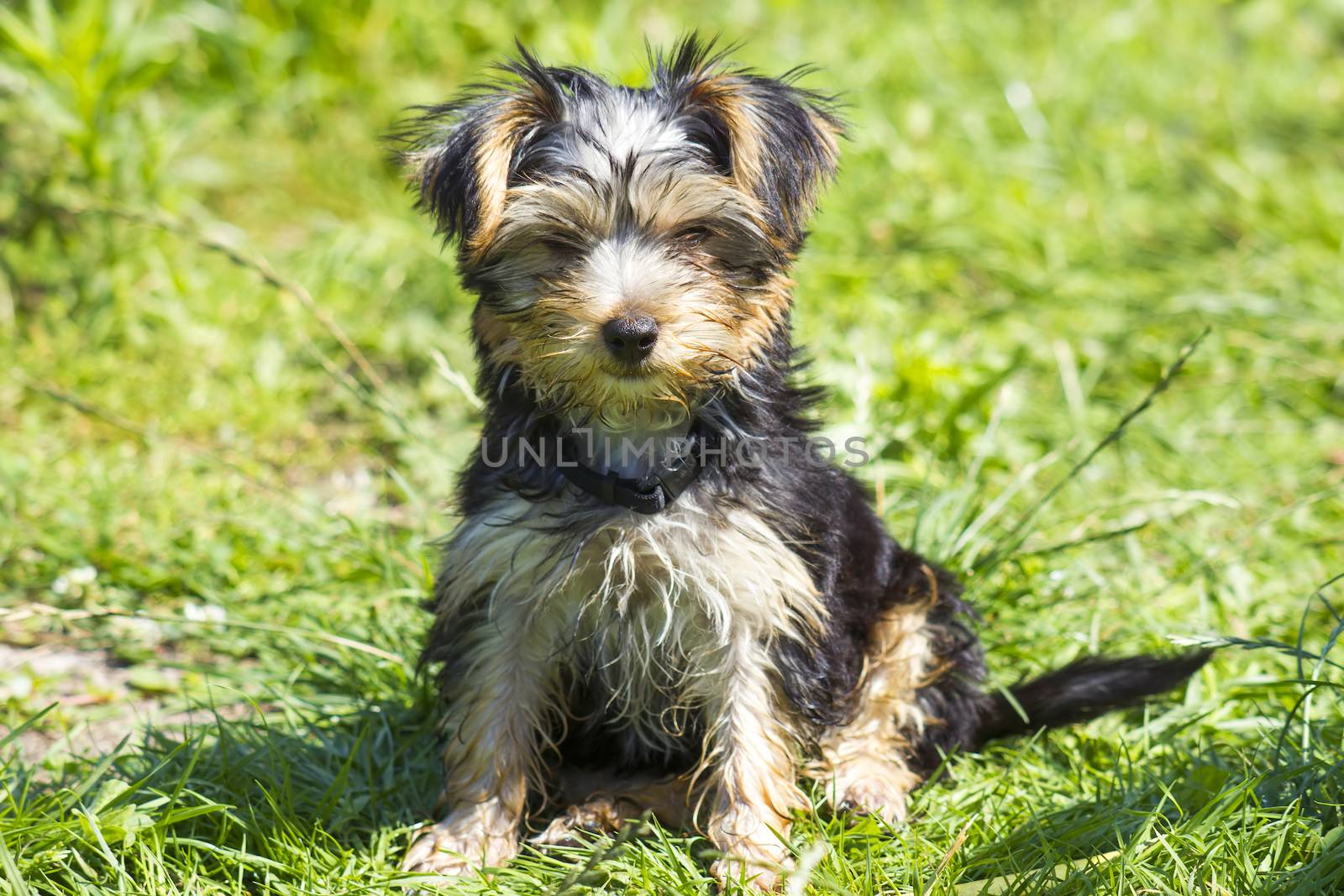 yorkshire terrier by miradrozdowski