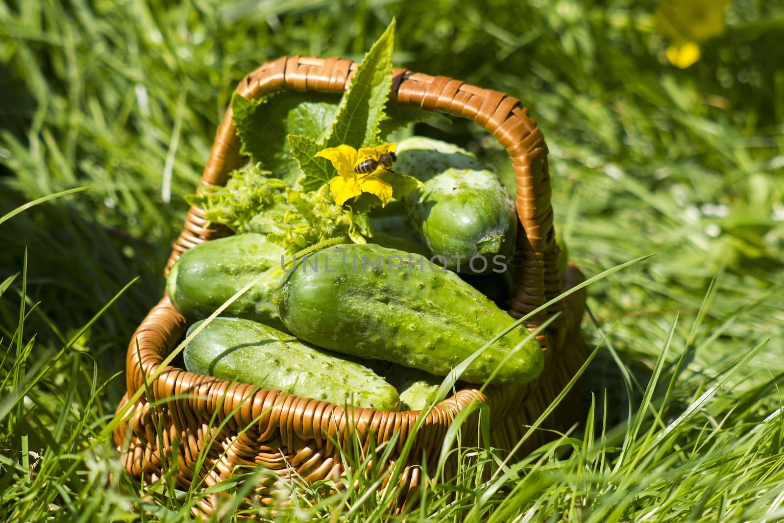Harvest cucumbers in a basket  by miradrozdowski