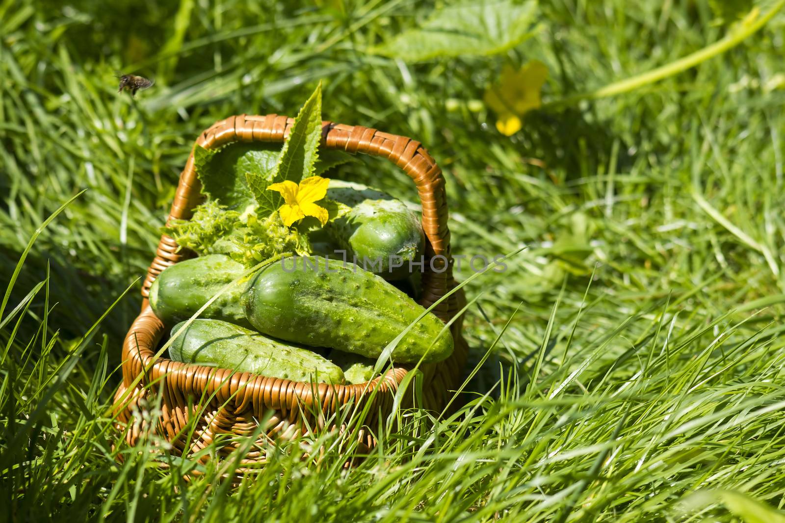 Harvest cucumbers in a basket  by miradrozdowski