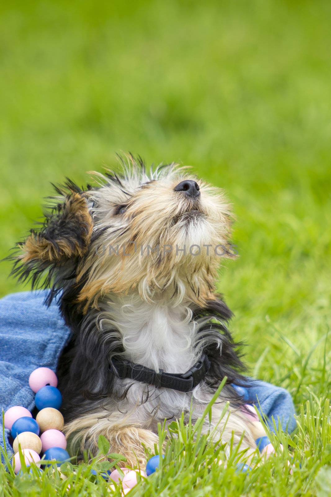 yorkshire terrier