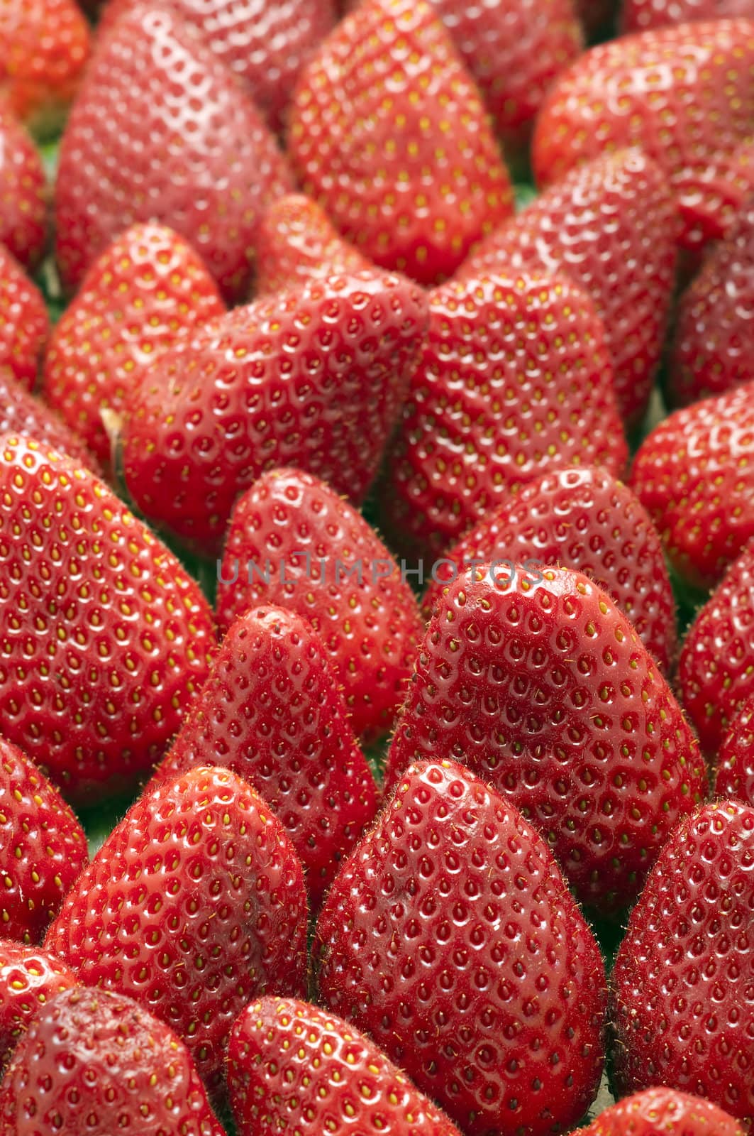 Many of Red Fresh Picked Strawberries