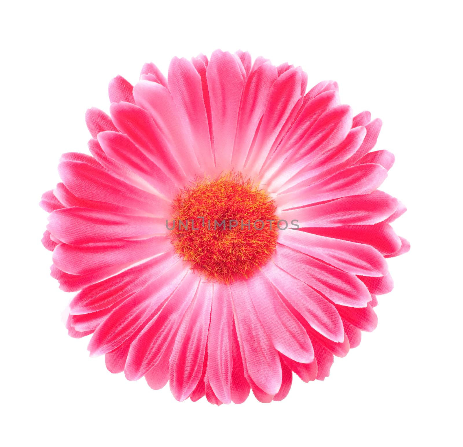 Gerbera Flower by Rainman