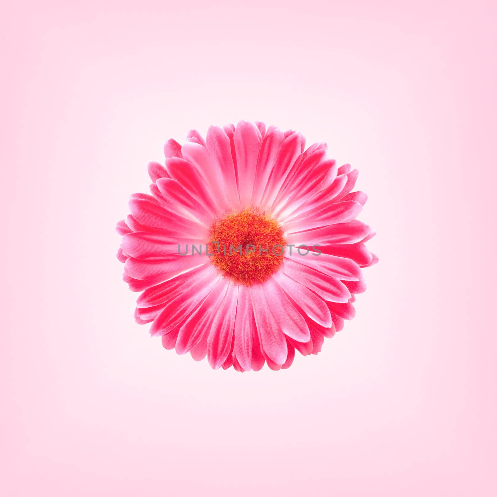  Pink Gerbera Flower On A Pink Background