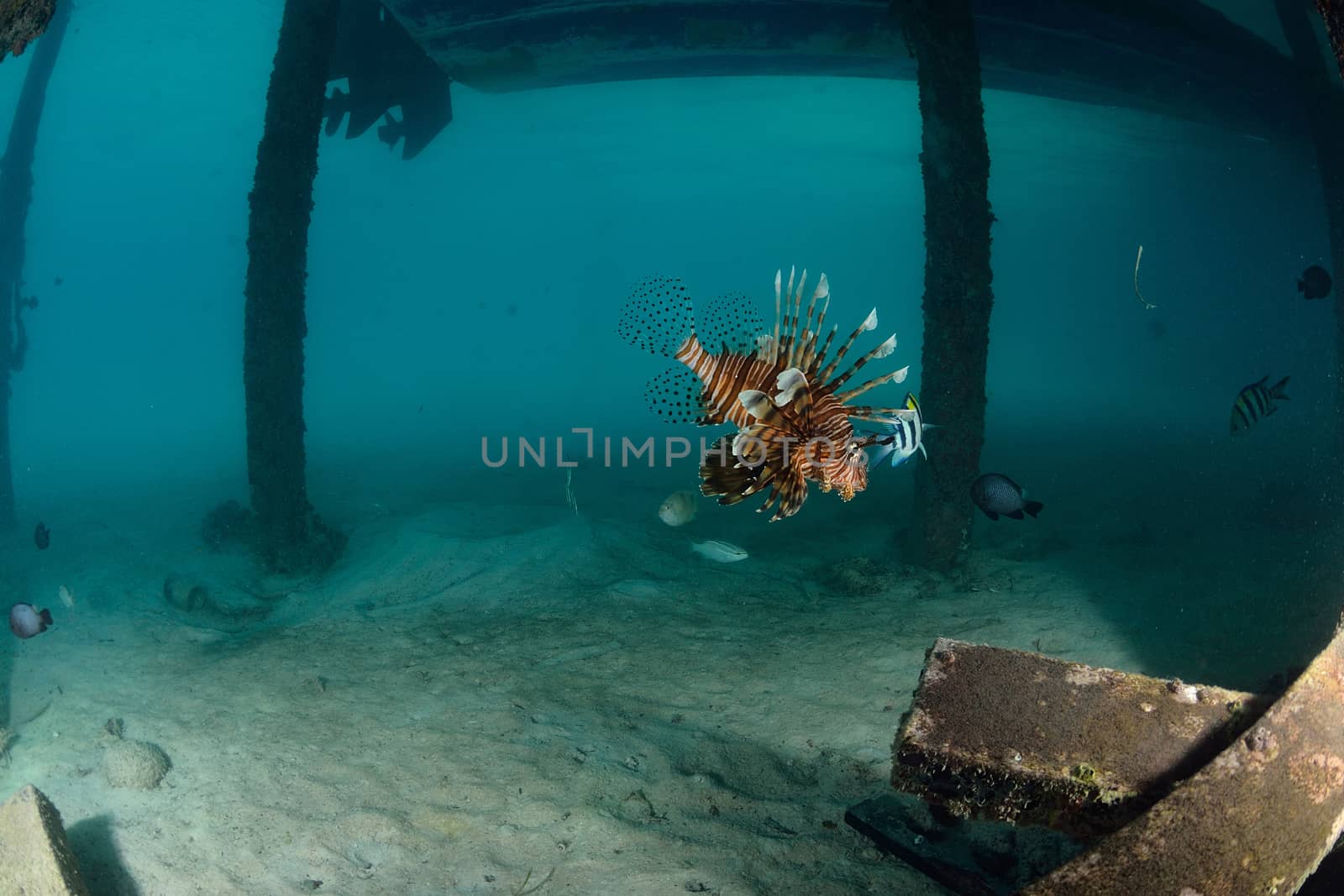 Lionfish at dive center in Mabul, Sipadan, Malaysia by think4photop