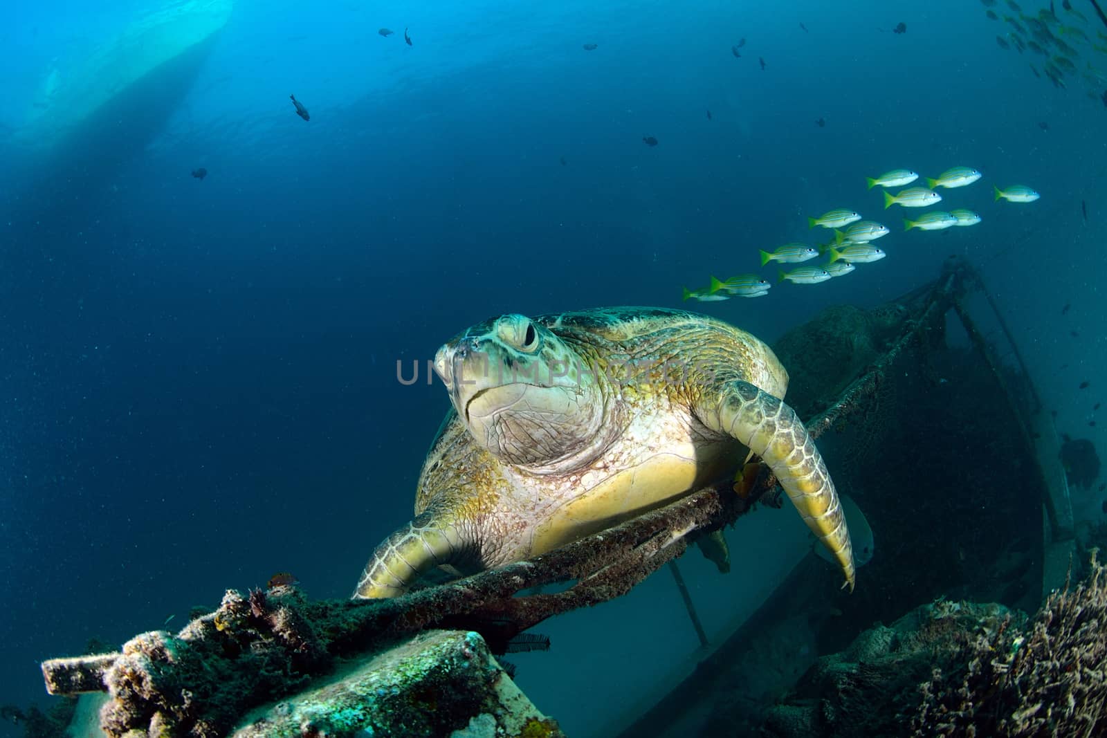 Sea turtle resting near dive center in Mabul, Sipadan, Malaysia