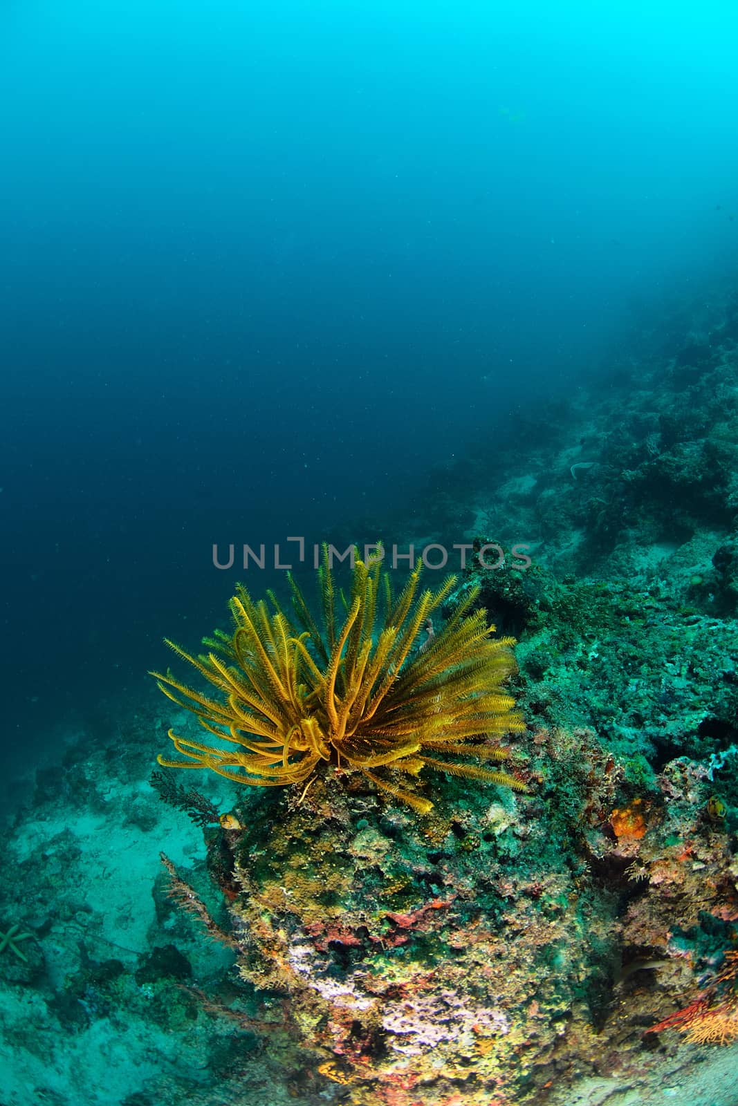 yellow feather starl in Mabul, Malaysia by think4photop