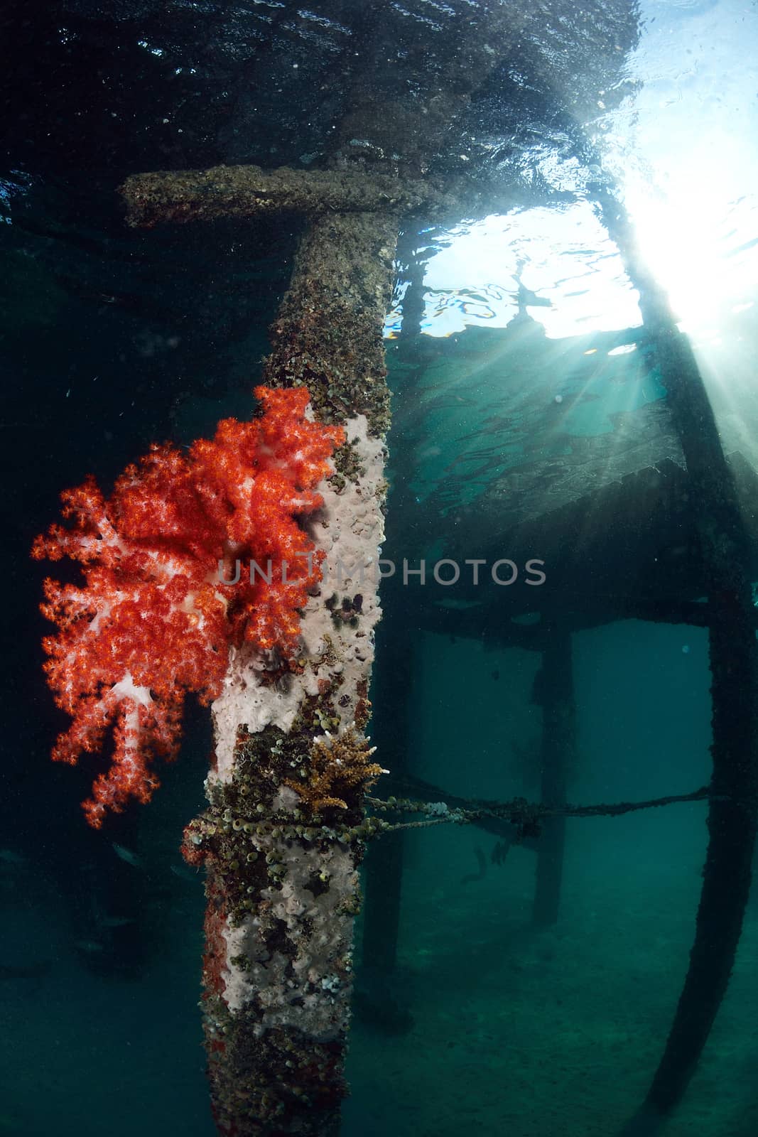red soft coral at dive center in Mabul, Sipadan, Malaysia by think4photop