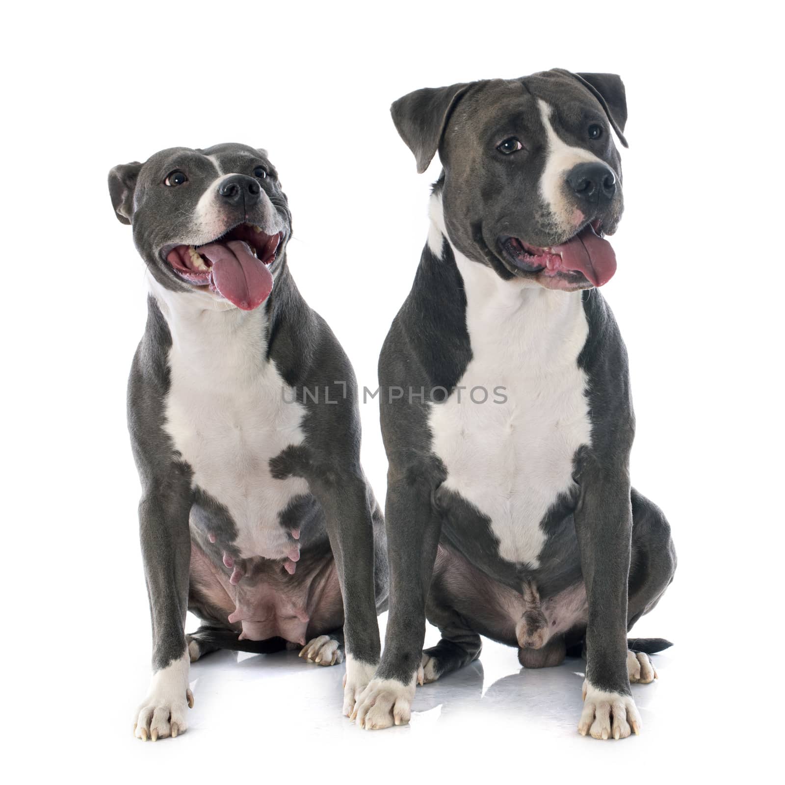 two american staffordshire terrierw by cynoclub