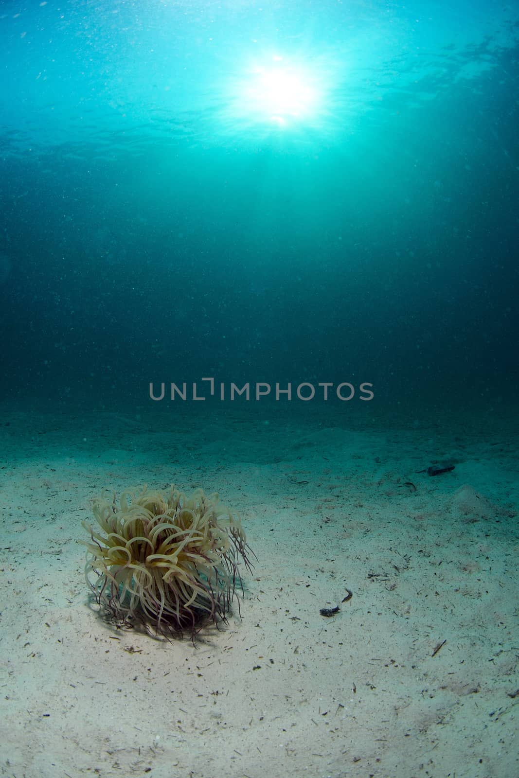 Wormtube near dive center in Mabul, Sipadan, Malaysia by think4photop