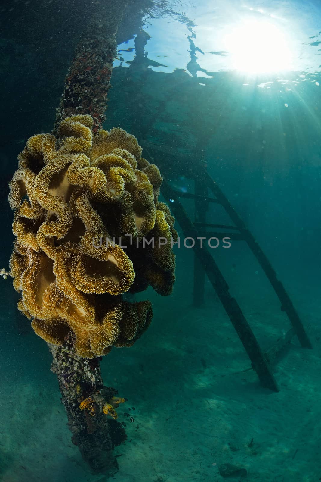 giant anemone at dive center in Mabul, Sipadan, Malaysia by think4photop