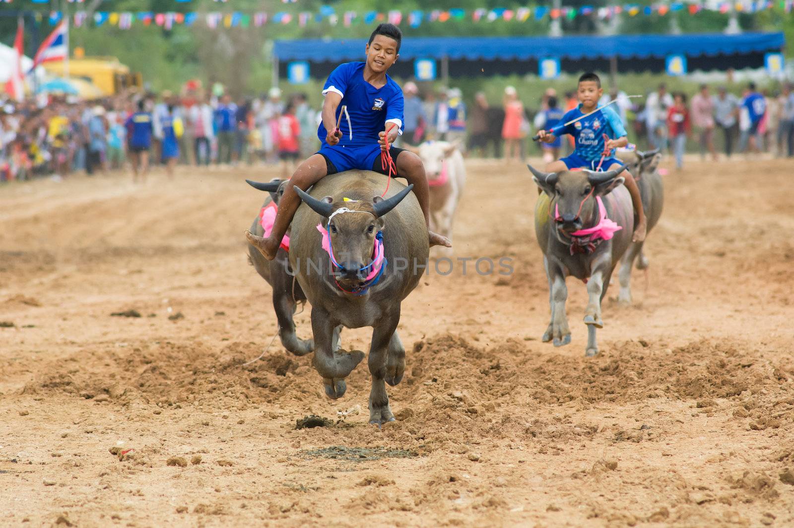 PATTAYA - AUGUST 17: Young boys competing at the Buffalo Racing Festival of Nong Prue City at Mab Prachan Reservoir in Pattaya, Thailand on August 17, 2014.