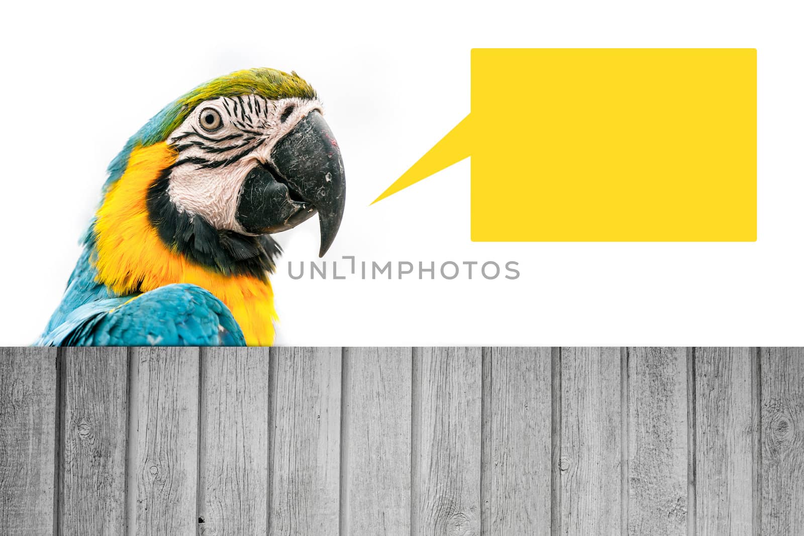 Portrait of a macaw parrot isolated on white