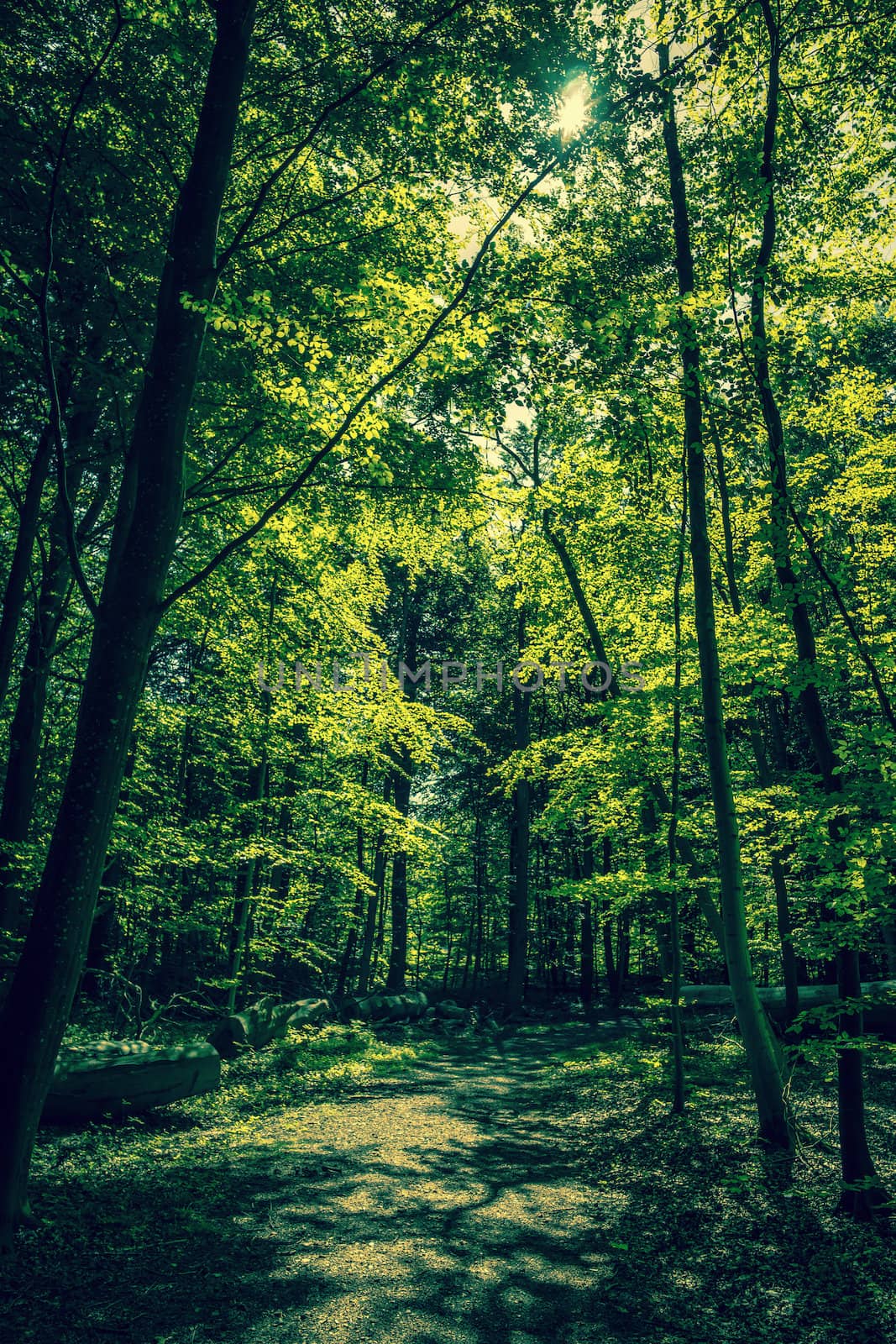 Green trees in a forest clearing by Sportactive