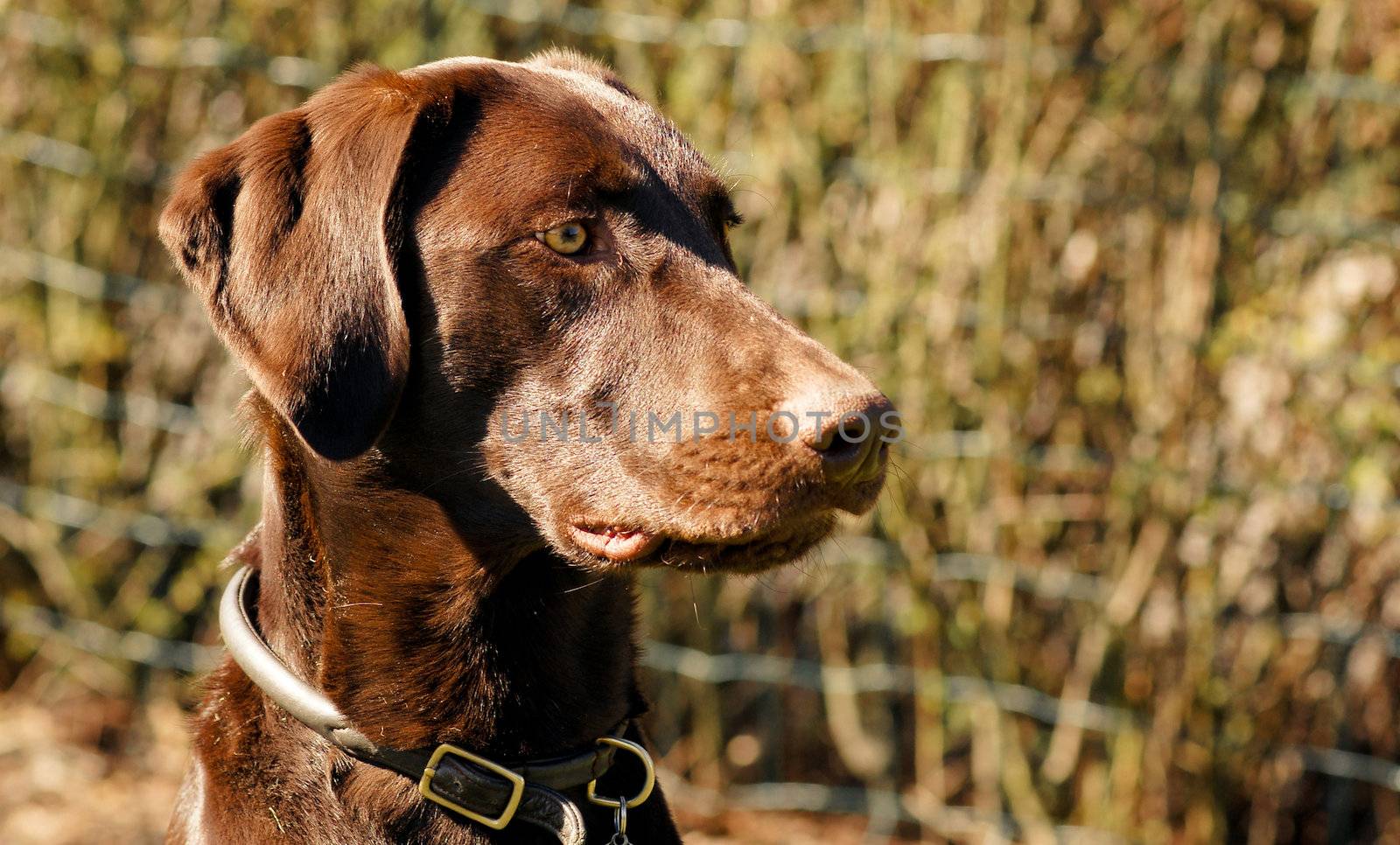 Headshot of a brown labrador hunting dog