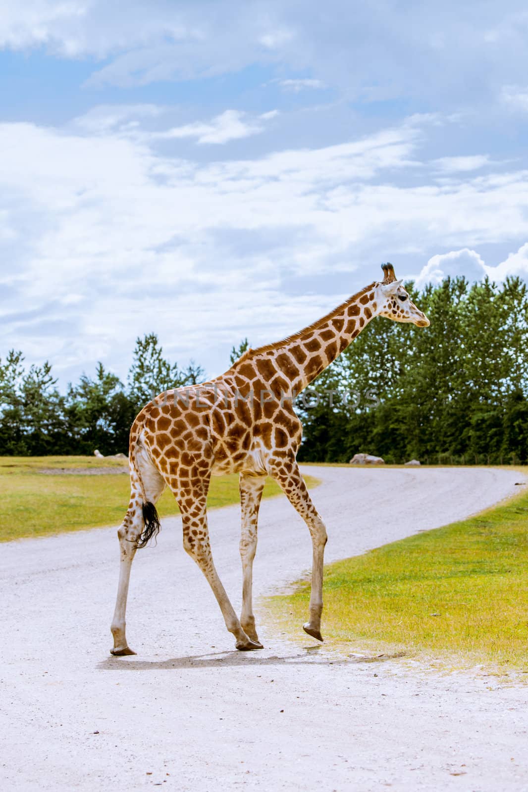 Lonely giraffe on the road by Sportactive