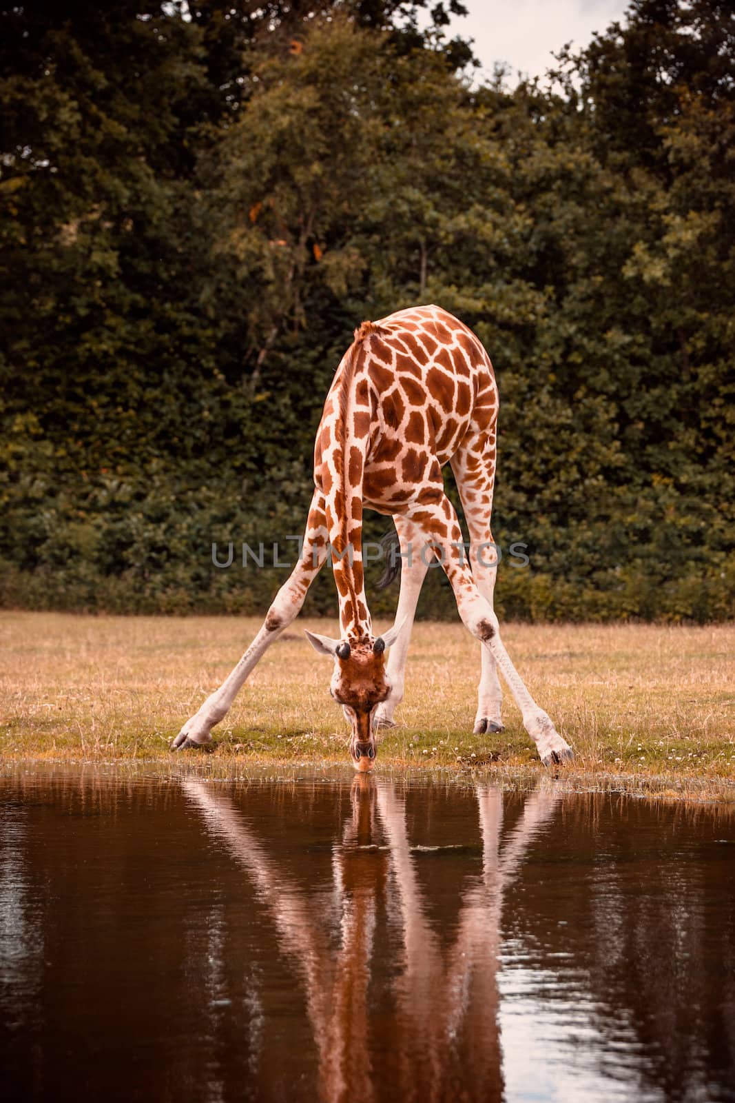 African giraffe drinking water by Sportactive