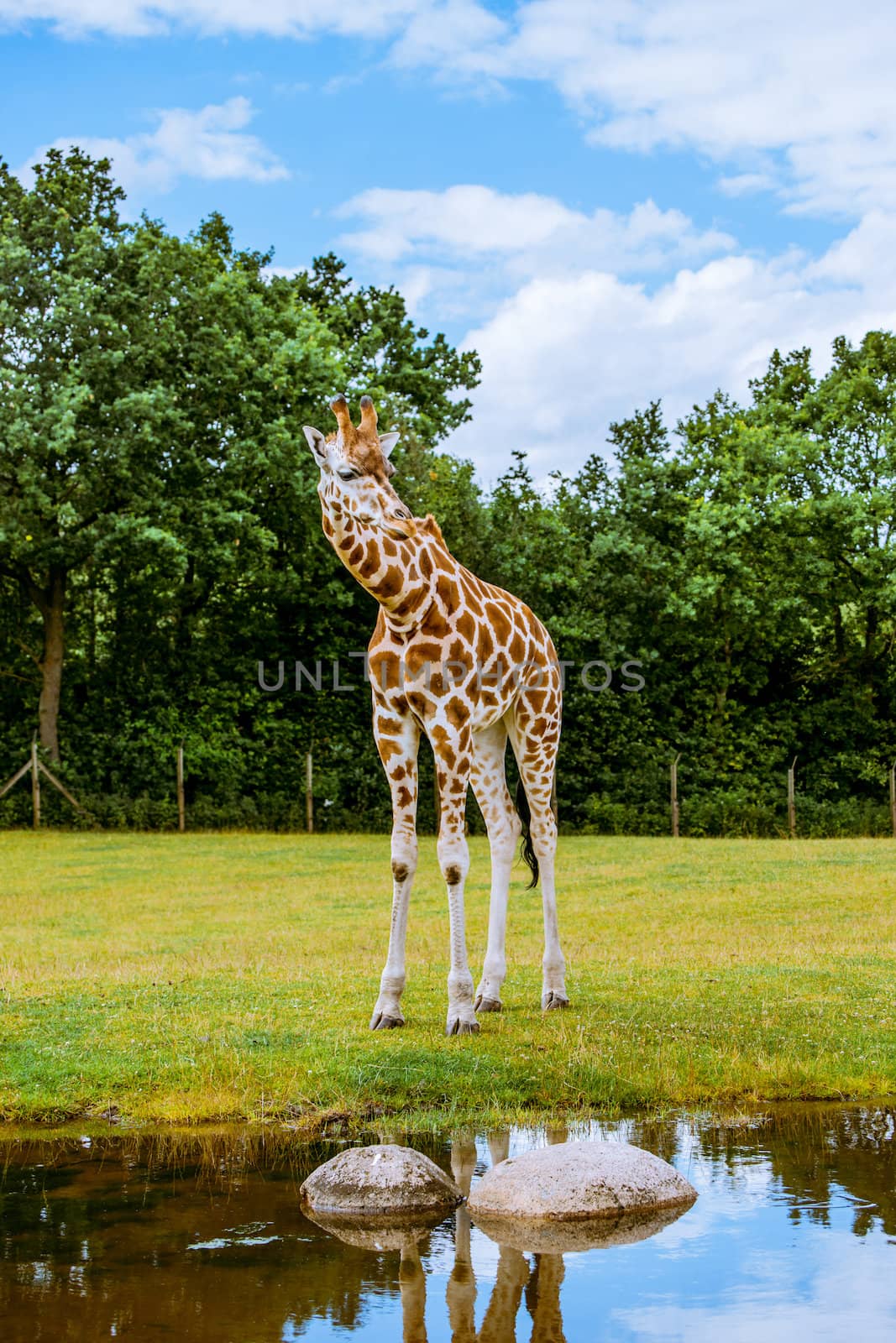 Thirsty giraffe looking into the water by Sportactive