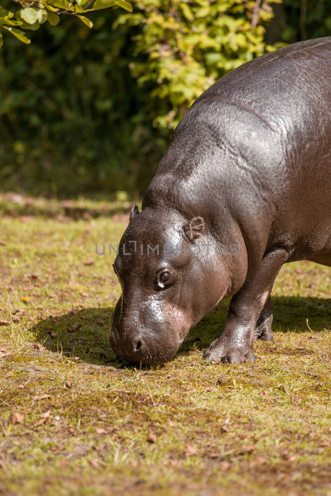Small hippopotamus looking for food by Sportactive