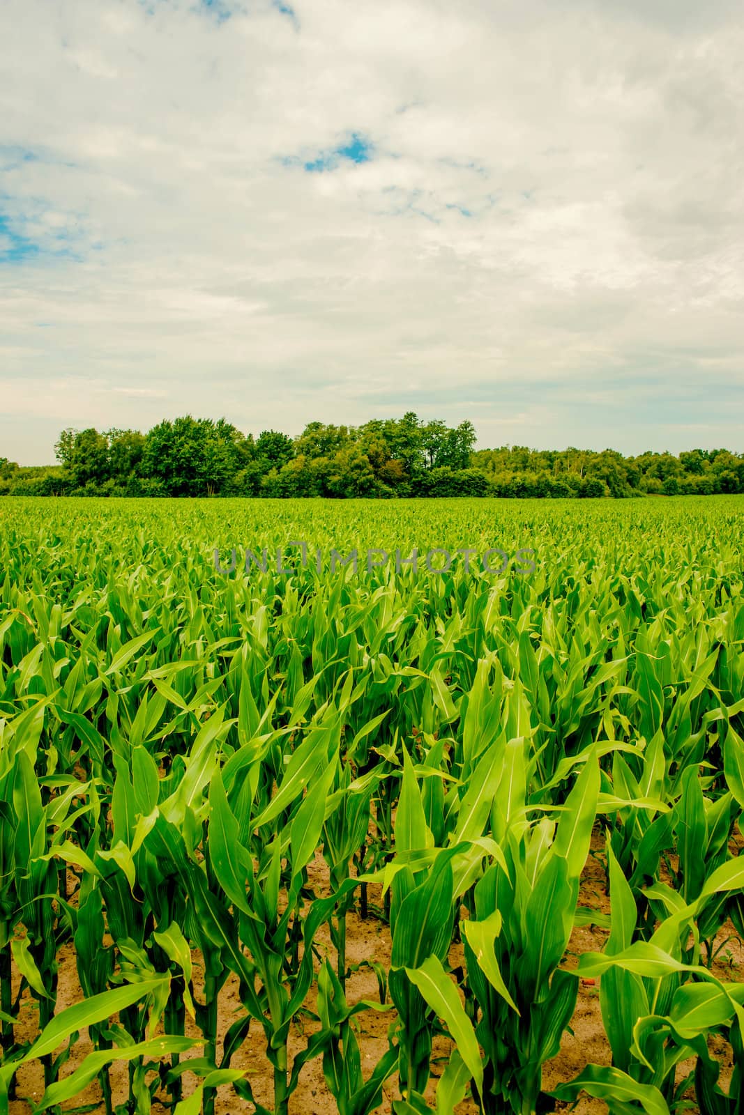 Fresh green corn crops on a field by Sportactive