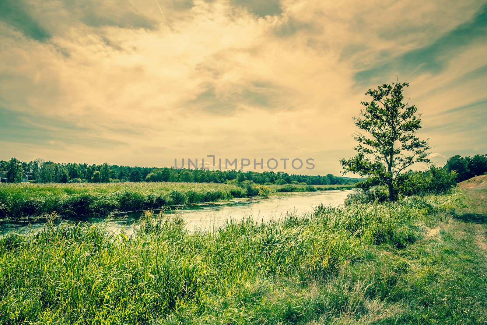 Beautiful river landscape with a lonely tree