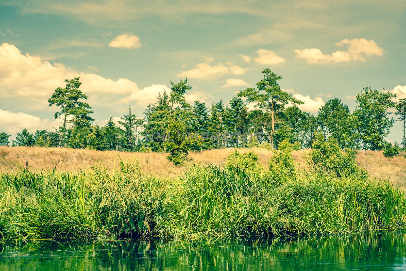 Pine trees by a river with rushes