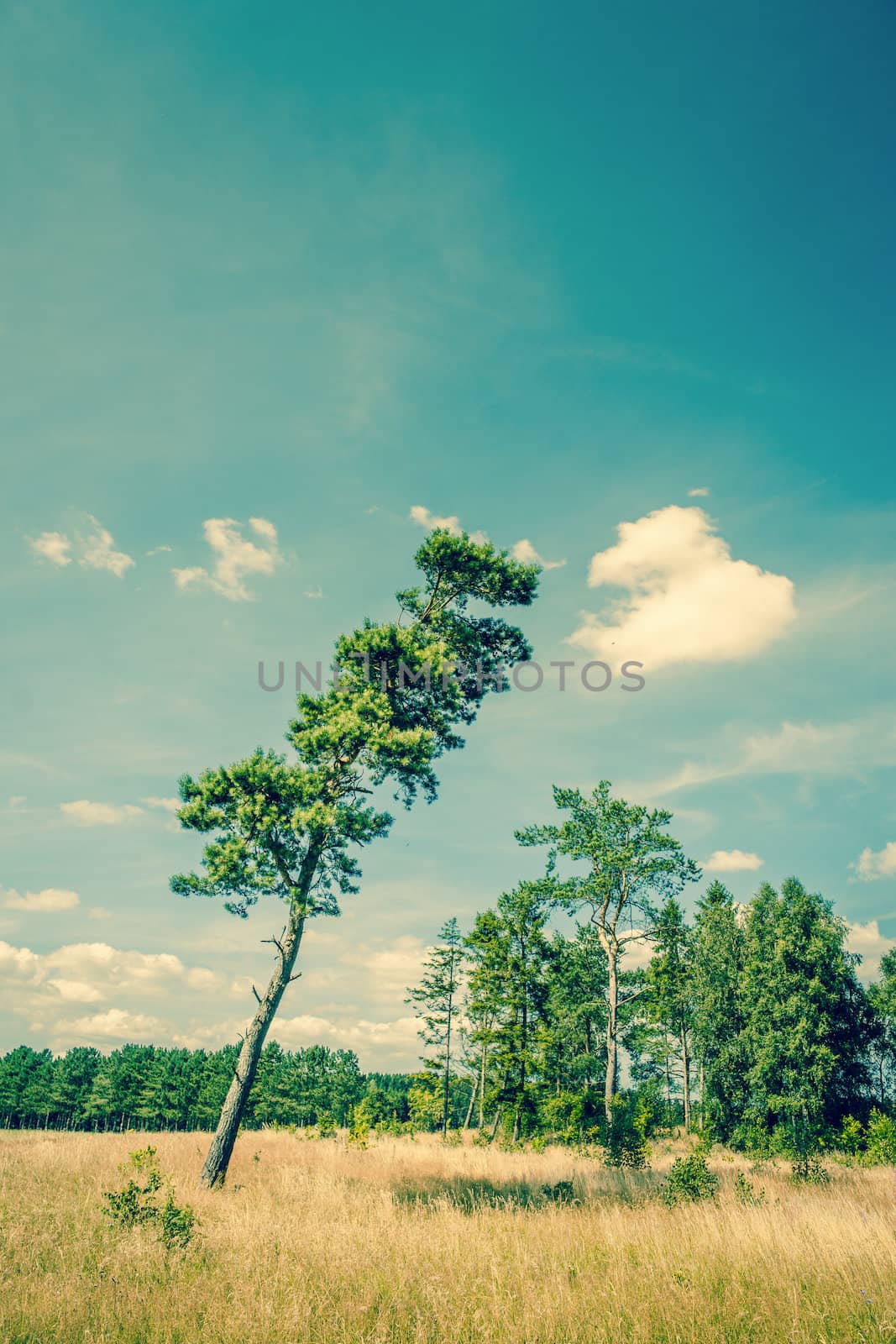 Tall pine tree on a dry field by Sportactive