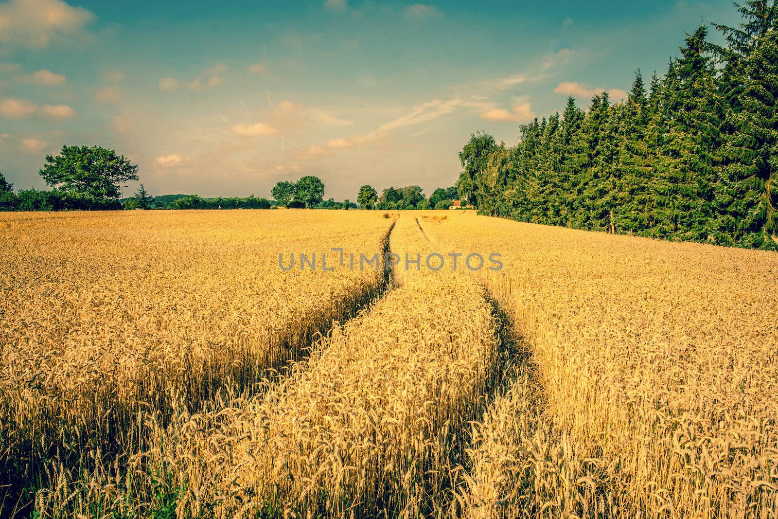 Golden crop field scenery with tire tracks