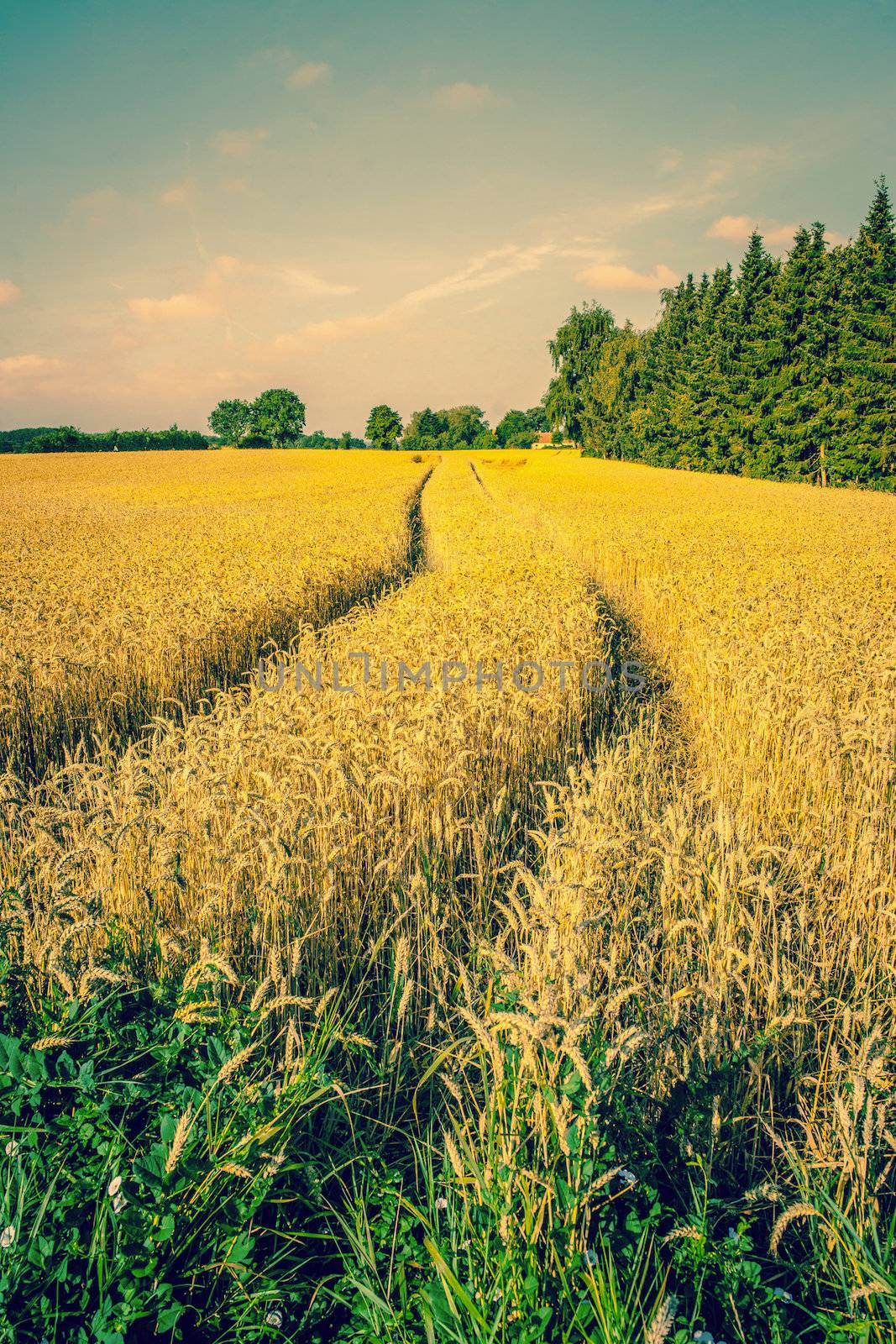 Countryside landscape with tracks in the crops